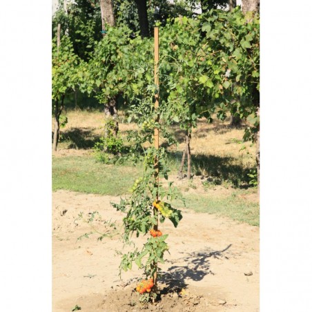 Confezione 9 pz palo quadro tutore 2,5x2,5x210 cm – Legno impregnato castagno – Per piante e supporti