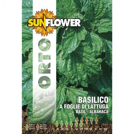 Sementi Basilico Foglie Lattuga Sunflower