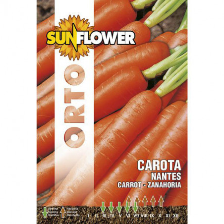 Sementi Carota Nantes Sunflower