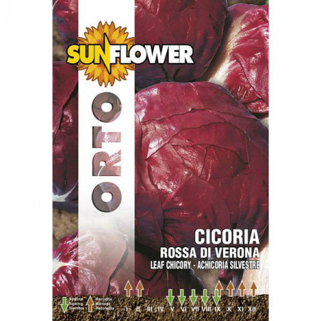 Sementi Cicoria Rossa Di Verona Sunflower