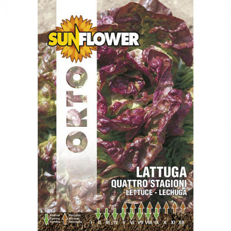 Sementi Lattuga Quattro Stagioni Sunflower