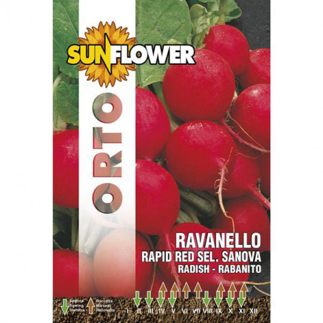 Sementi Ravanello Rapid Red Sunflower