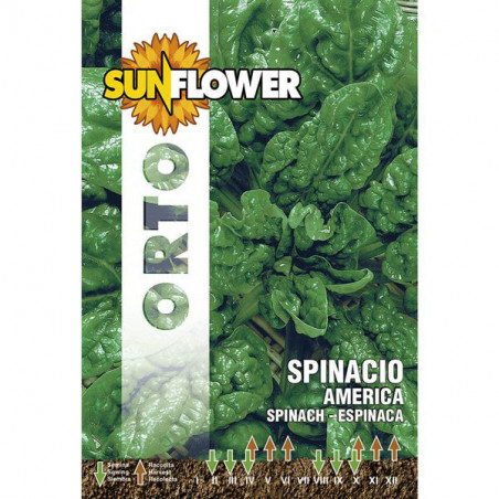 Sementi Spinacio America Sunflower