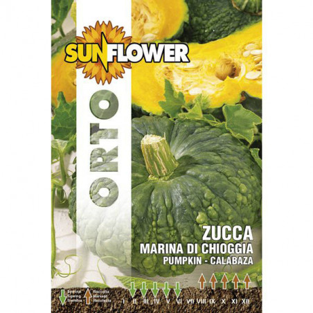 Sementi Zucca Marina Di Chioggia Sunflower