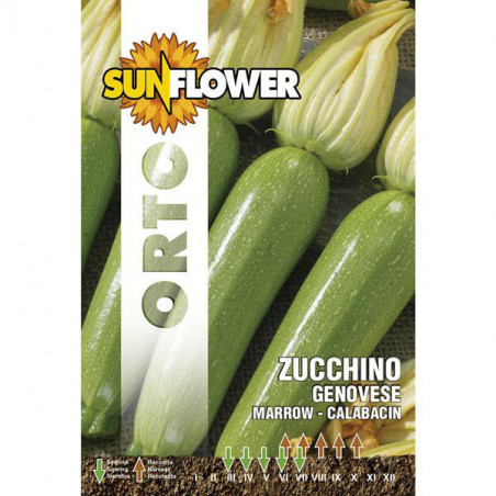 Sementi Zucchino Genovese Sunflower