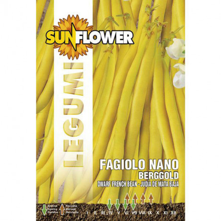 Sementi Fagiolo Nano Berggold Sunflower