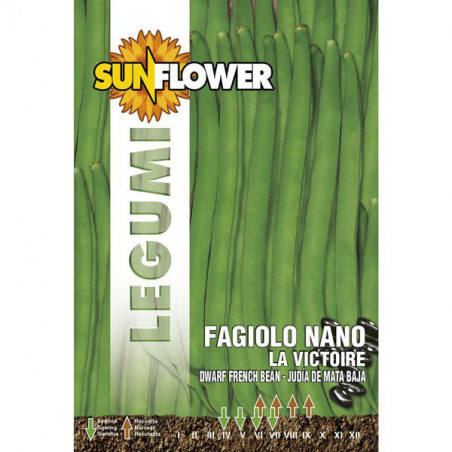 Sementi Fagiolo Nano La Victoire Sunflower