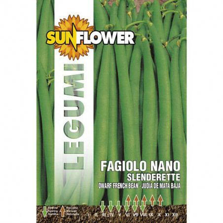 Sementi Fagiolo Nano Slenderette Sunflower