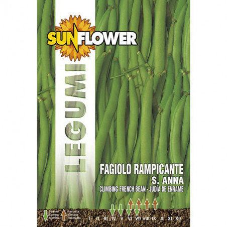 Sementi Fagiolo Rampicante Sant'Anna Sunflower