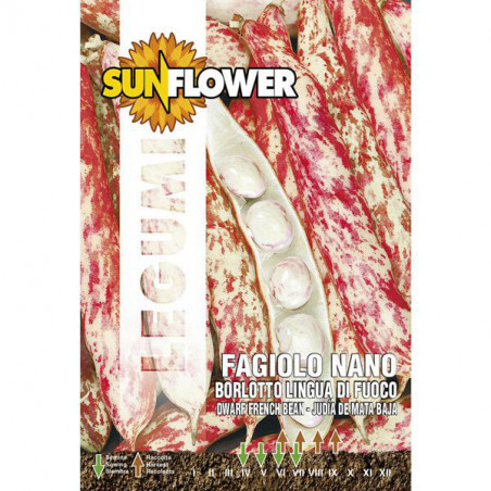 Sementi Fagiolo Borlotto Nano Sunflower