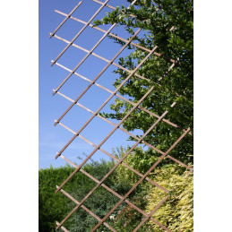 Grigliato Glicine...